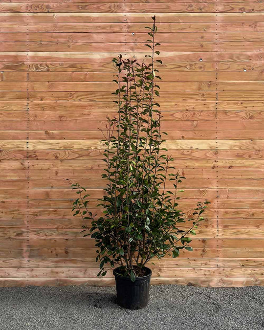 Glanzmispel – Photinia ‘Red Robin’ (Hecke)