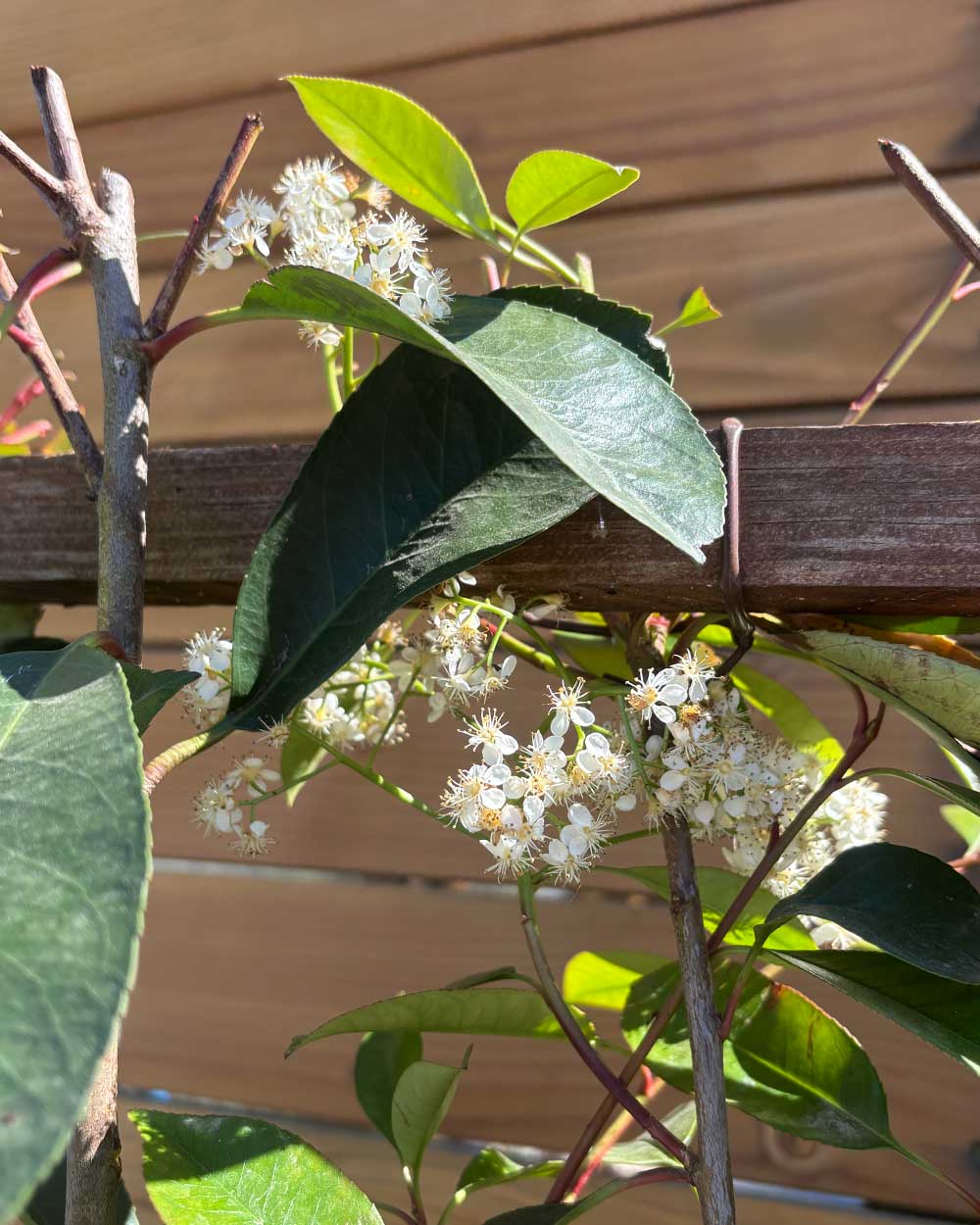 Glanzmispel – Photinia ‘Red Robin’ (Spalierbusch)