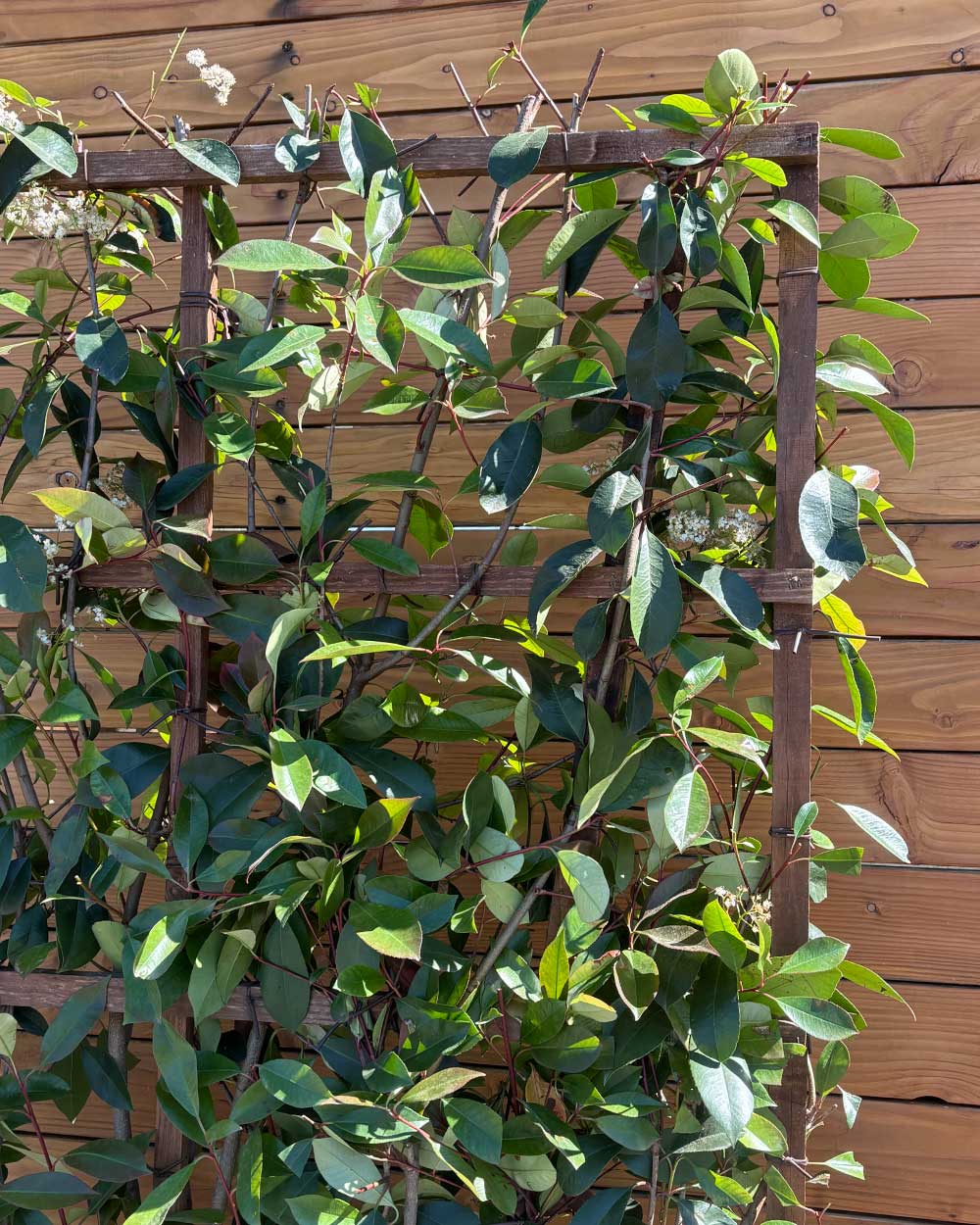 Glanzmispel – Photinia ‘Red Robin’ (Spalierbusch)