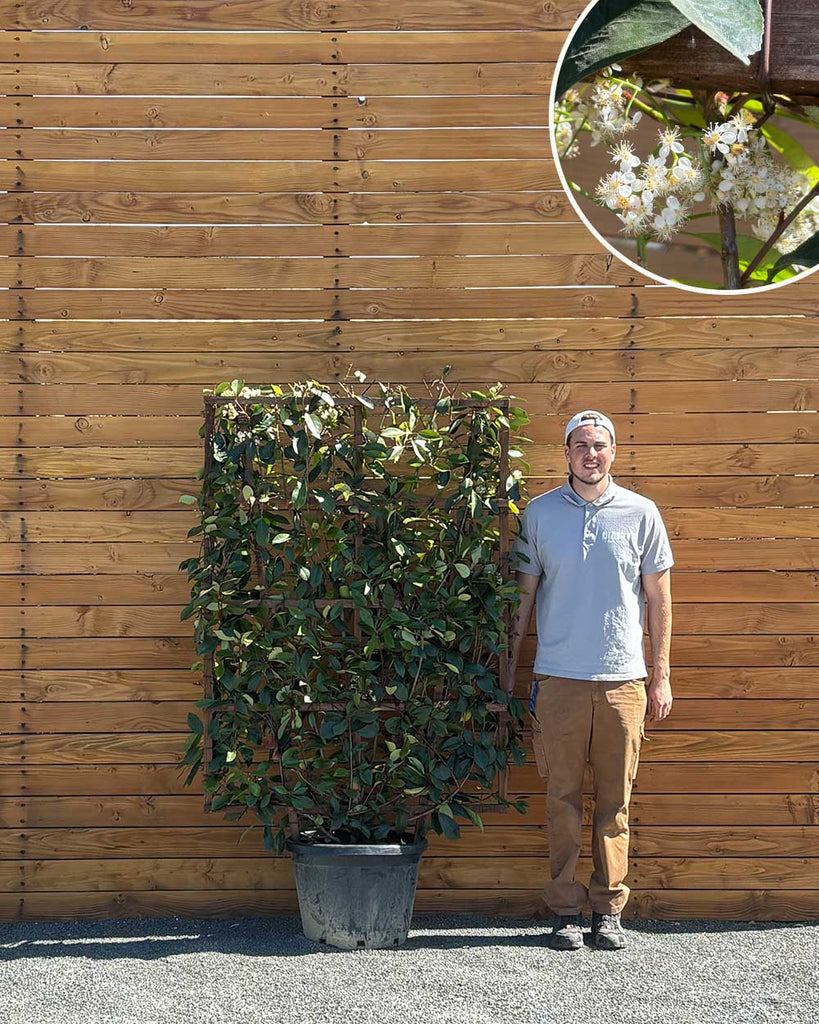 Glanzmispel – Photinia ‘Red Robin’ (Spalierbusch)