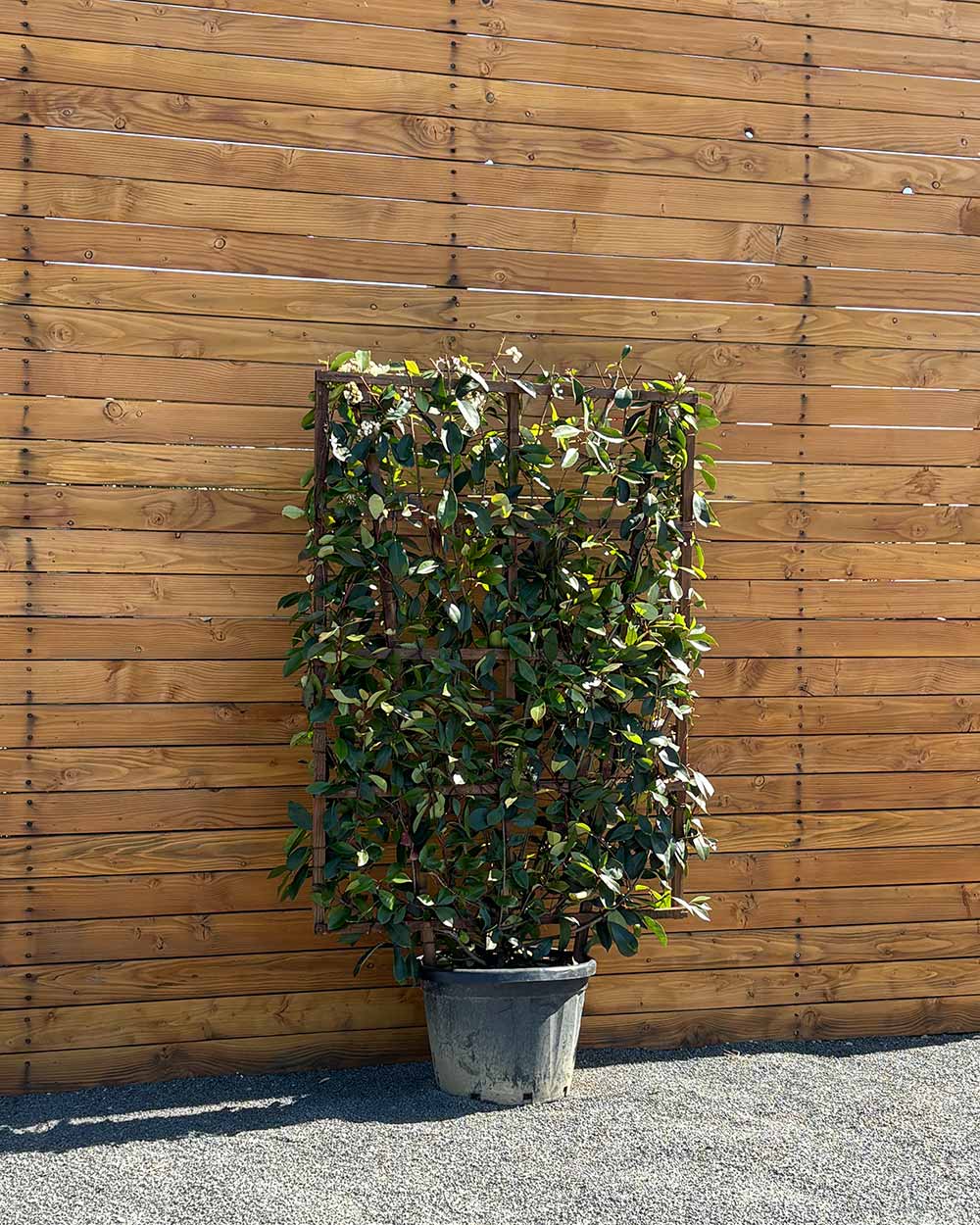 Glanzmispel – Photinia ‘Red Robin’ (Spalierbusch)