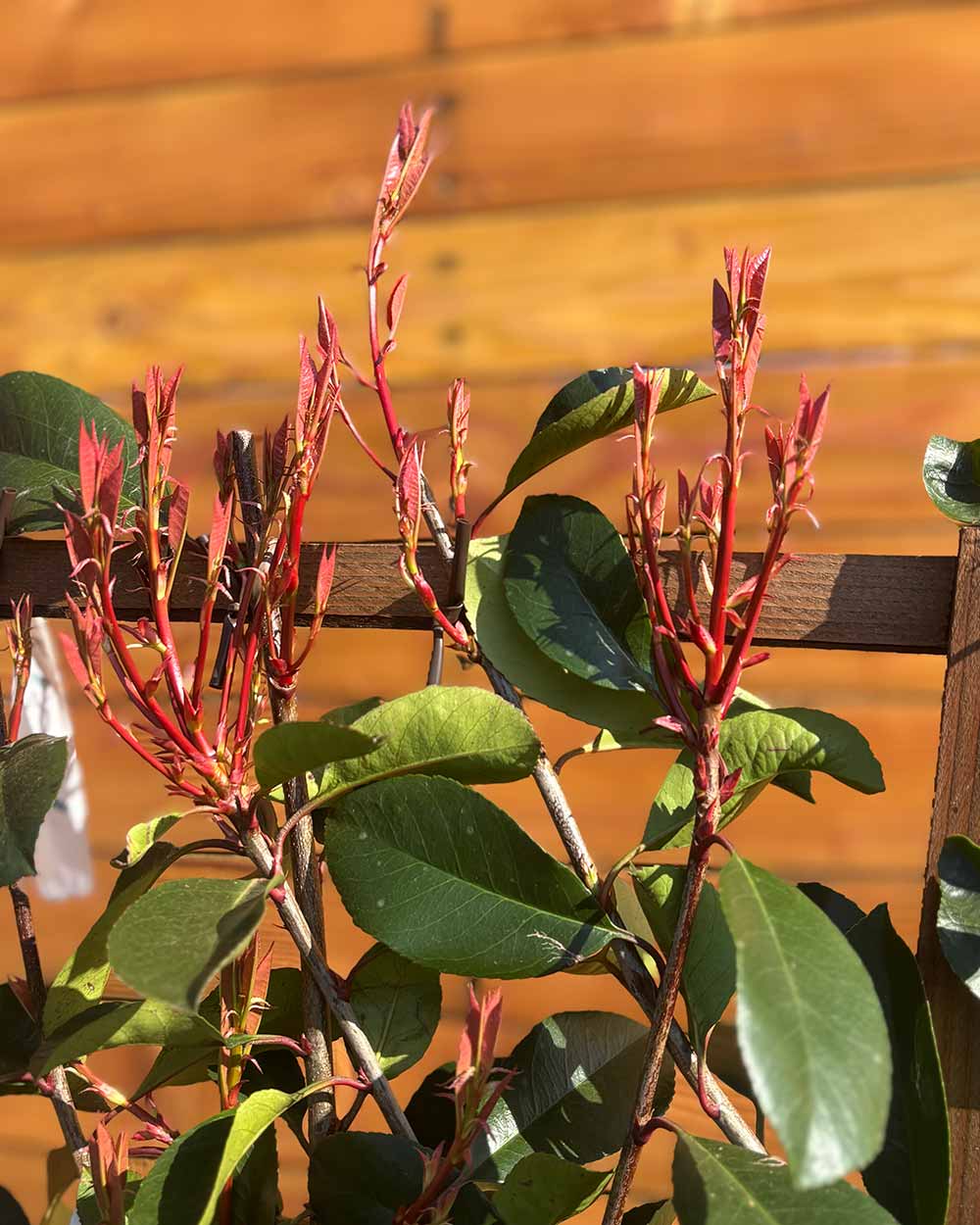 Glanzmispel – Photinia ‘Red Robin’ (Spalierbusch)