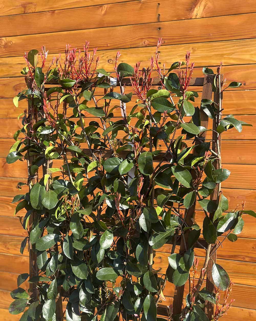 Glanzmispel – Photinia ‘Red Robin’ (Spalierbusch)
