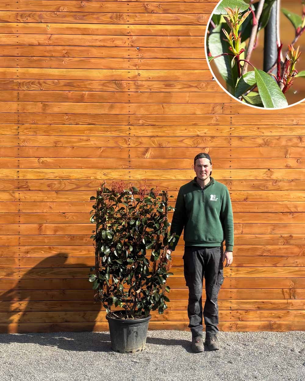 Glanzmispel – Photinia ‘Red Robin’ (Spalierbusch)