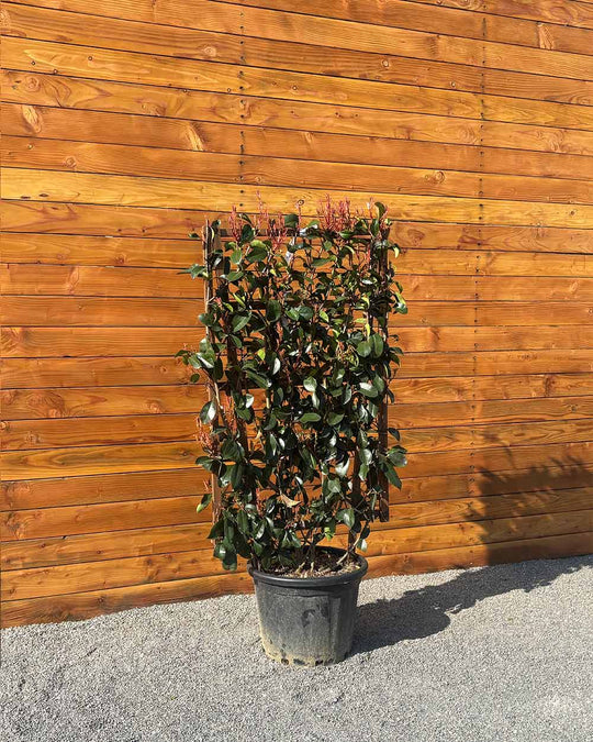 Glanzmispel – Photinia ‘Red Robin’ (Spalierbusch)