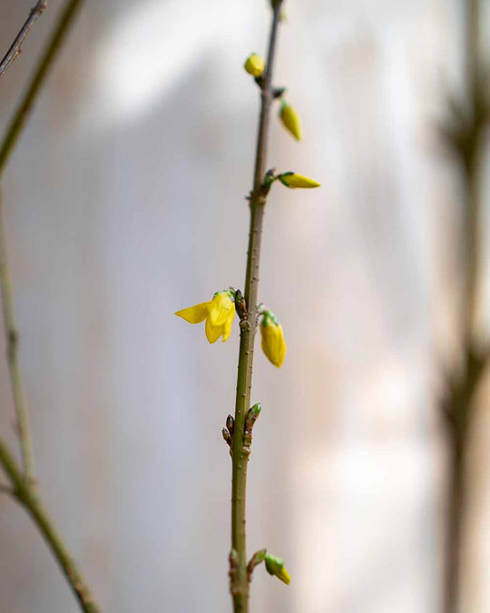 Goldglöckchen – Forsythie ‘Beatrix Farrand’