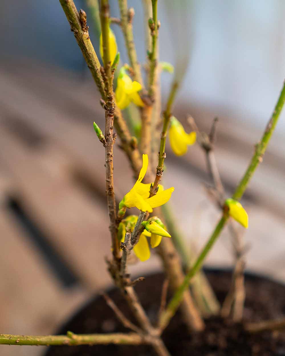 Goldglöckchen – Forsythie ‘Beatrix Farrand’