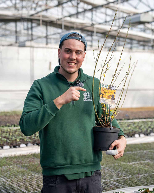 Goldglöckchen – Forsythie ‘Beatrix Farrand’