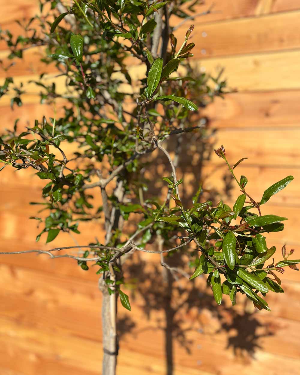 Granatapfelbaum L