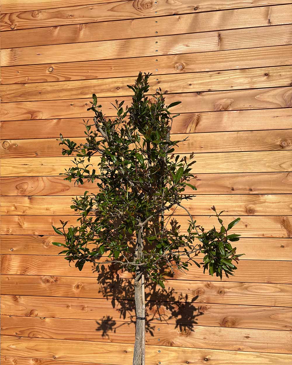 Granatapfelbaum L