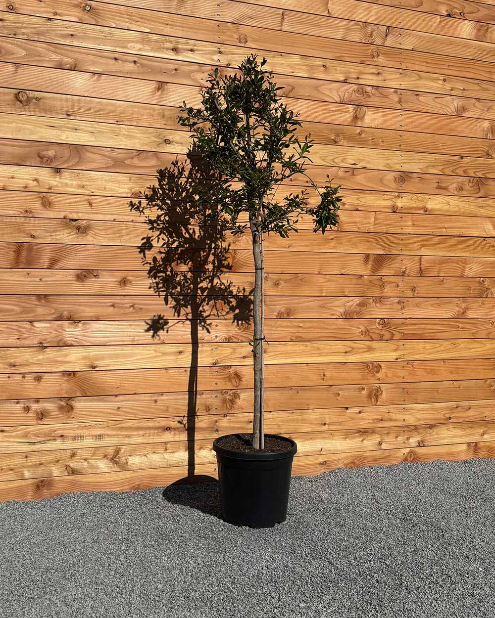 Granatapfelbaum L