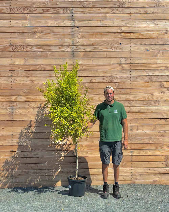 Granatapfelbaum L