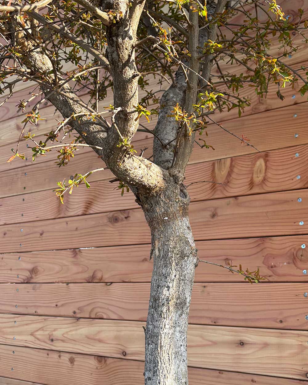 Granatapfelbaum XL