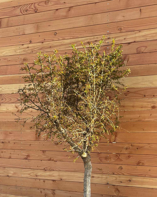 Granatapfelbaum XL