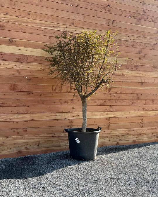 Granatapfelbaum XL
