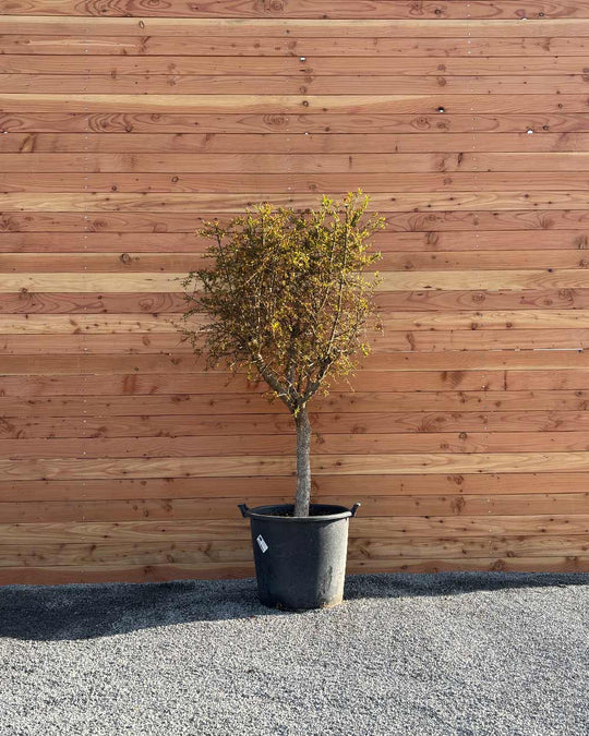 Granatapfelbaum XL