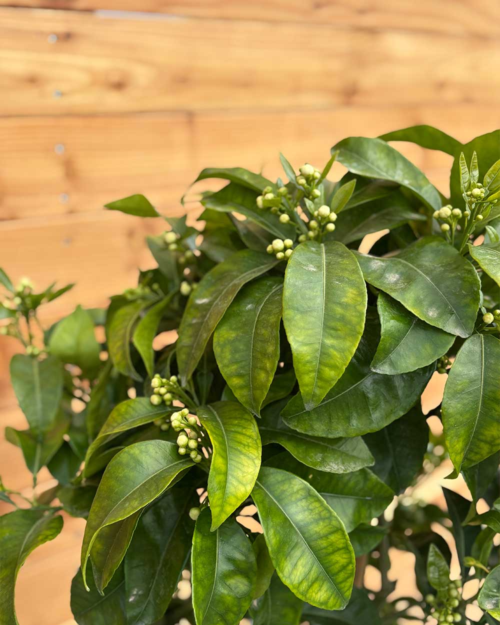 Grapefruitbaum XL