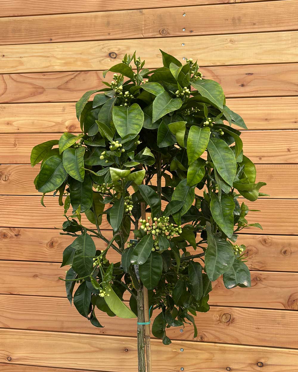Grapefruitbaum XL