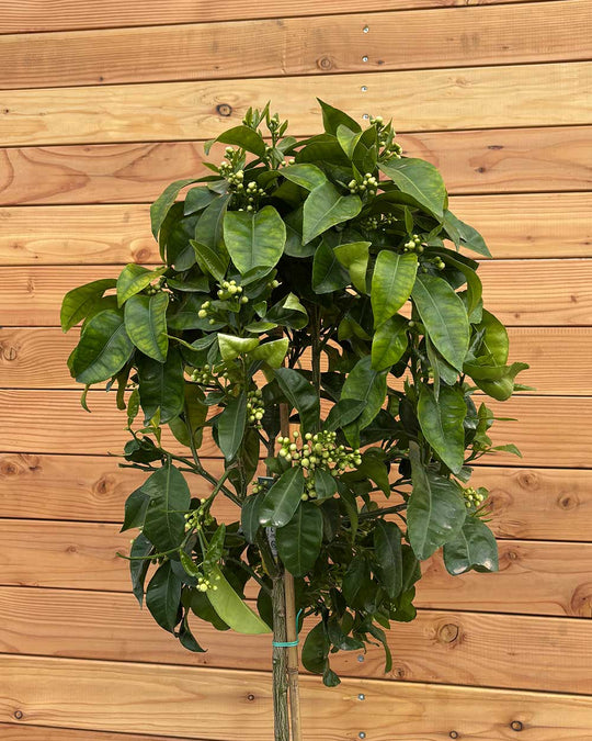 Grapefruitbaum XL
