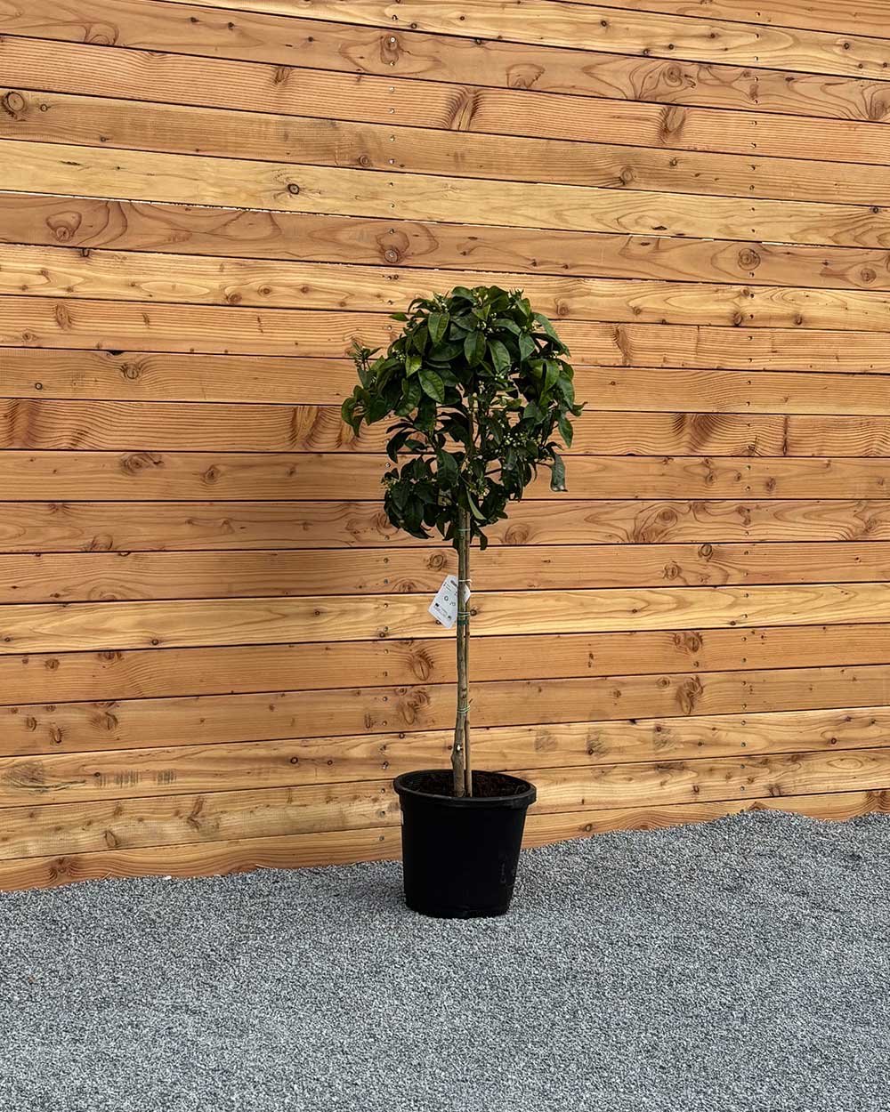 Grapefruitbaum XL