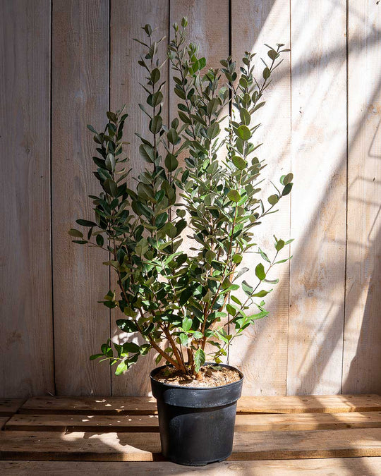 Brasilianische Guave - Acca Sellowiana (Höhe 80-100 cm)