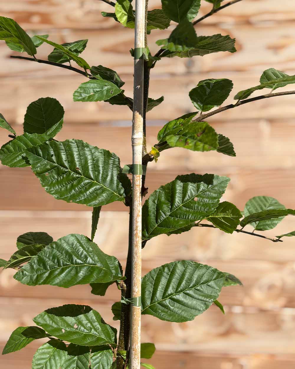 Hainbuche (Carpinus betulus) Hecke