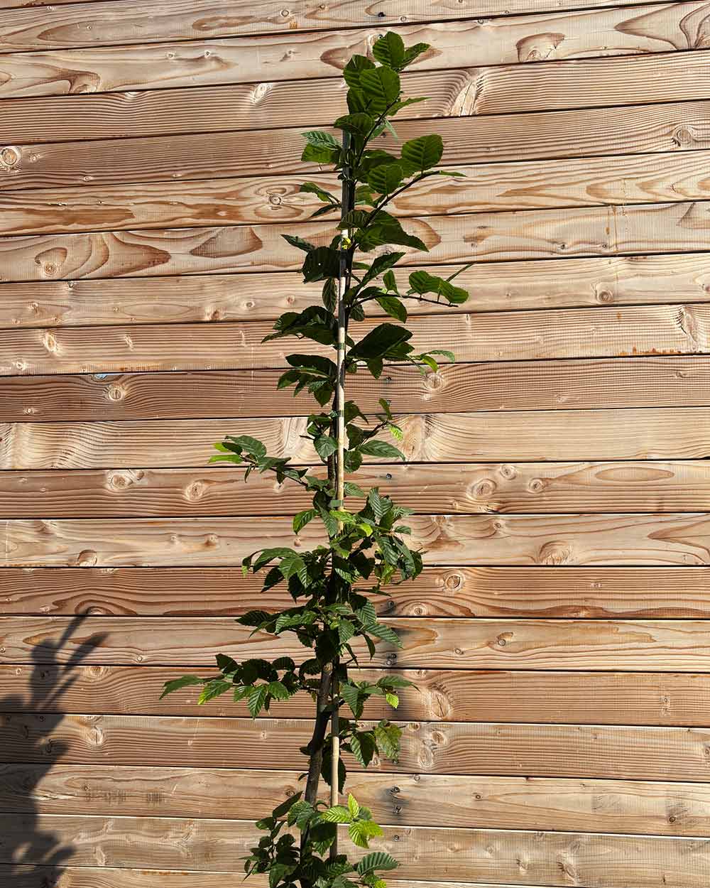Hainbuche (Carpinus betulus) Hecke