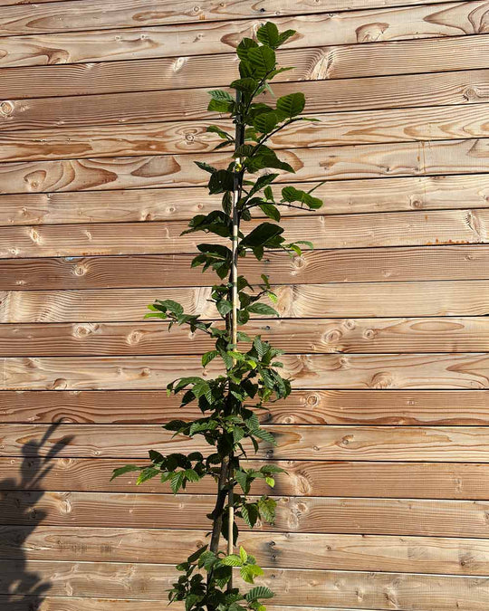 Hainbuche (Carpinus betulus) Hecke
