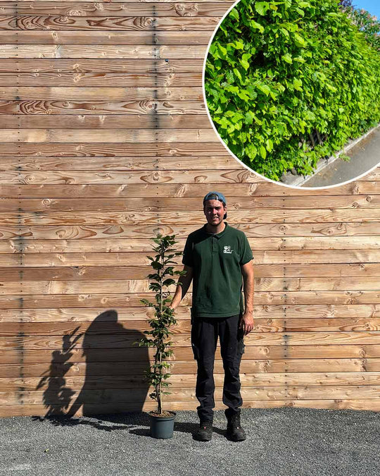 Hainbuche (Carpinus betulus) Hecke