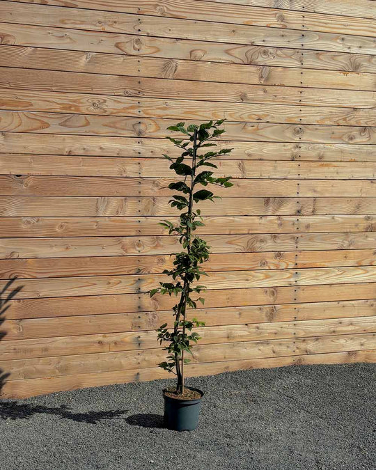 Hainbuche (Carpinus betulus) Hecke