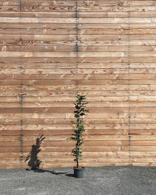 Hainbuche (Carpinus betulus) Hecke