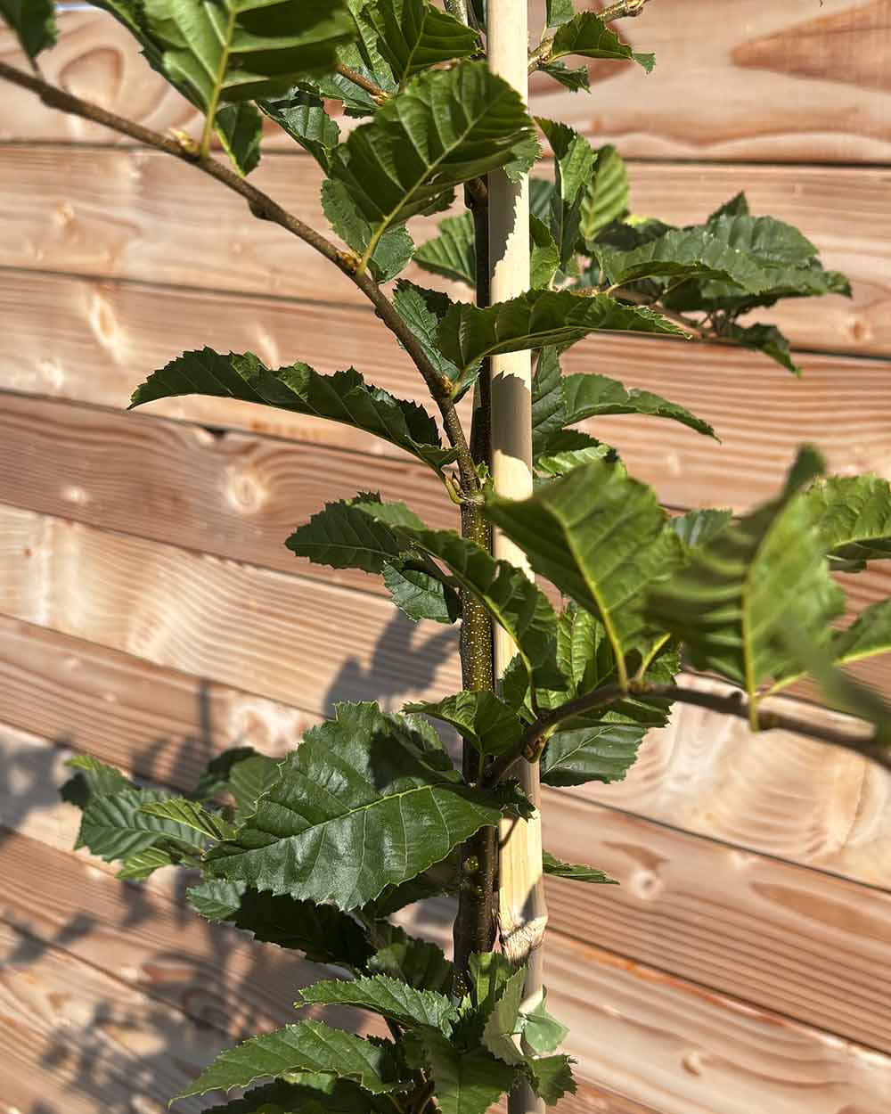 Hainbuche (Carpinus betulus) Hecke