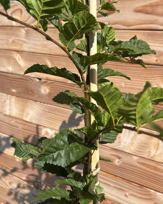 Hainbuche (Carpinus betulus) Hecke