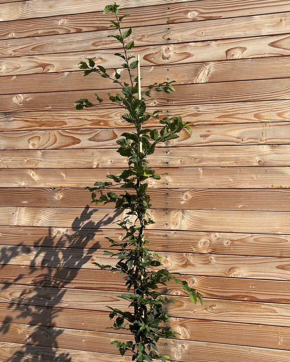 Hainbuche (Carpinus betulus) Hecke