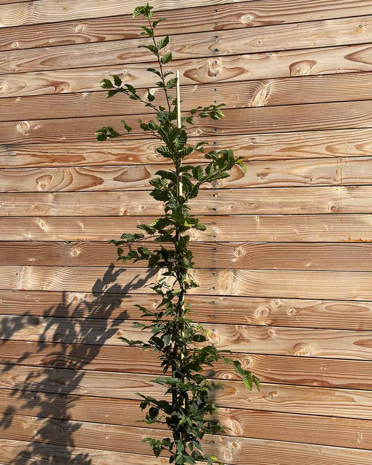 Hainbuche (Carpinus betulus) Hecke