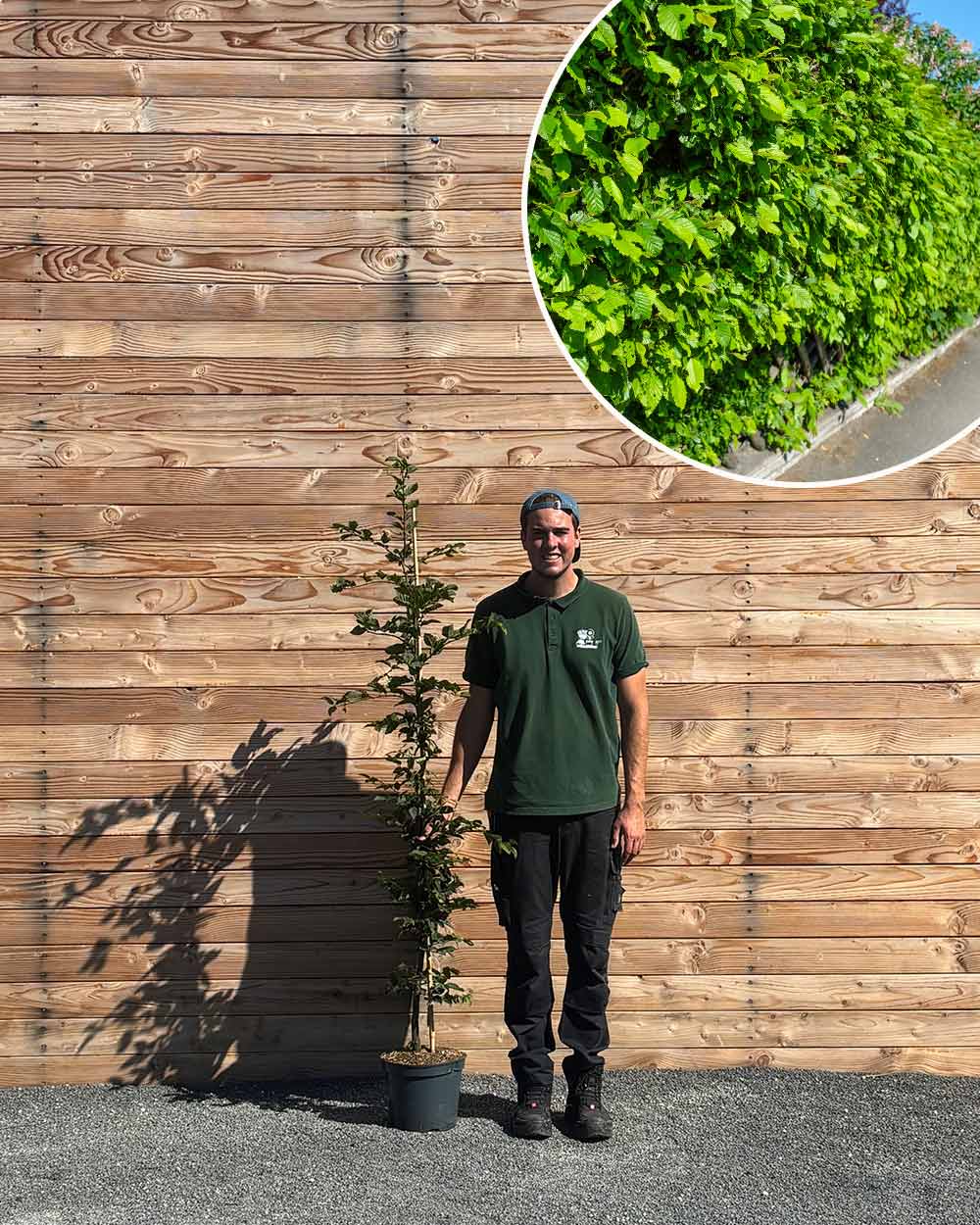 Hainbuche (Carpinus betulus) Hecke