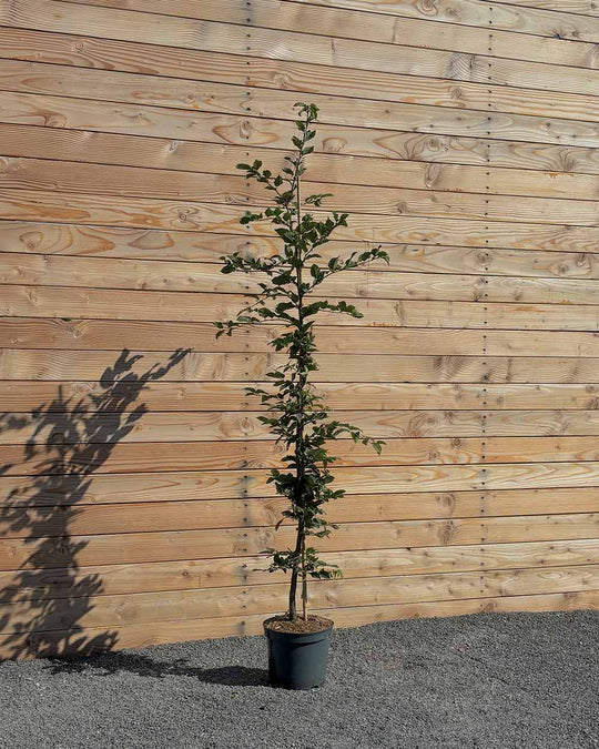 Hainbuche (Carpinus betulus) Hecke