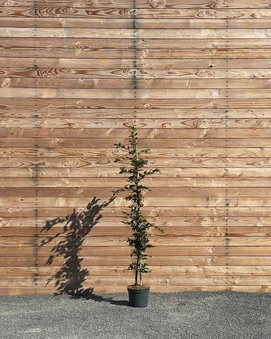 Hainbuche (Carpinus betulus) Hecke