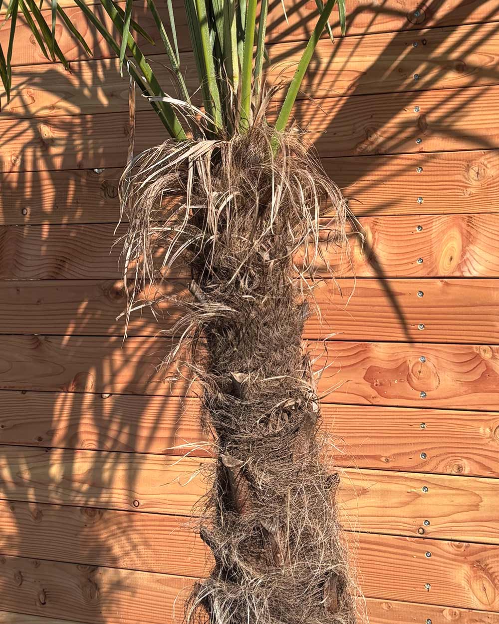Chinesische Hanfpalme L