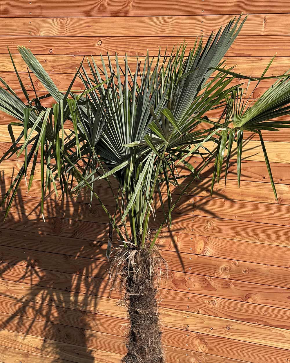Chinesische Hanfpalme L