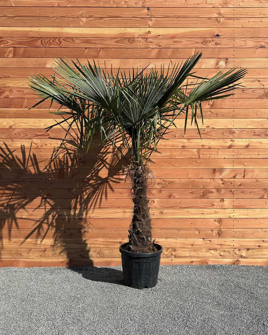Chinesische Hanfpalme L