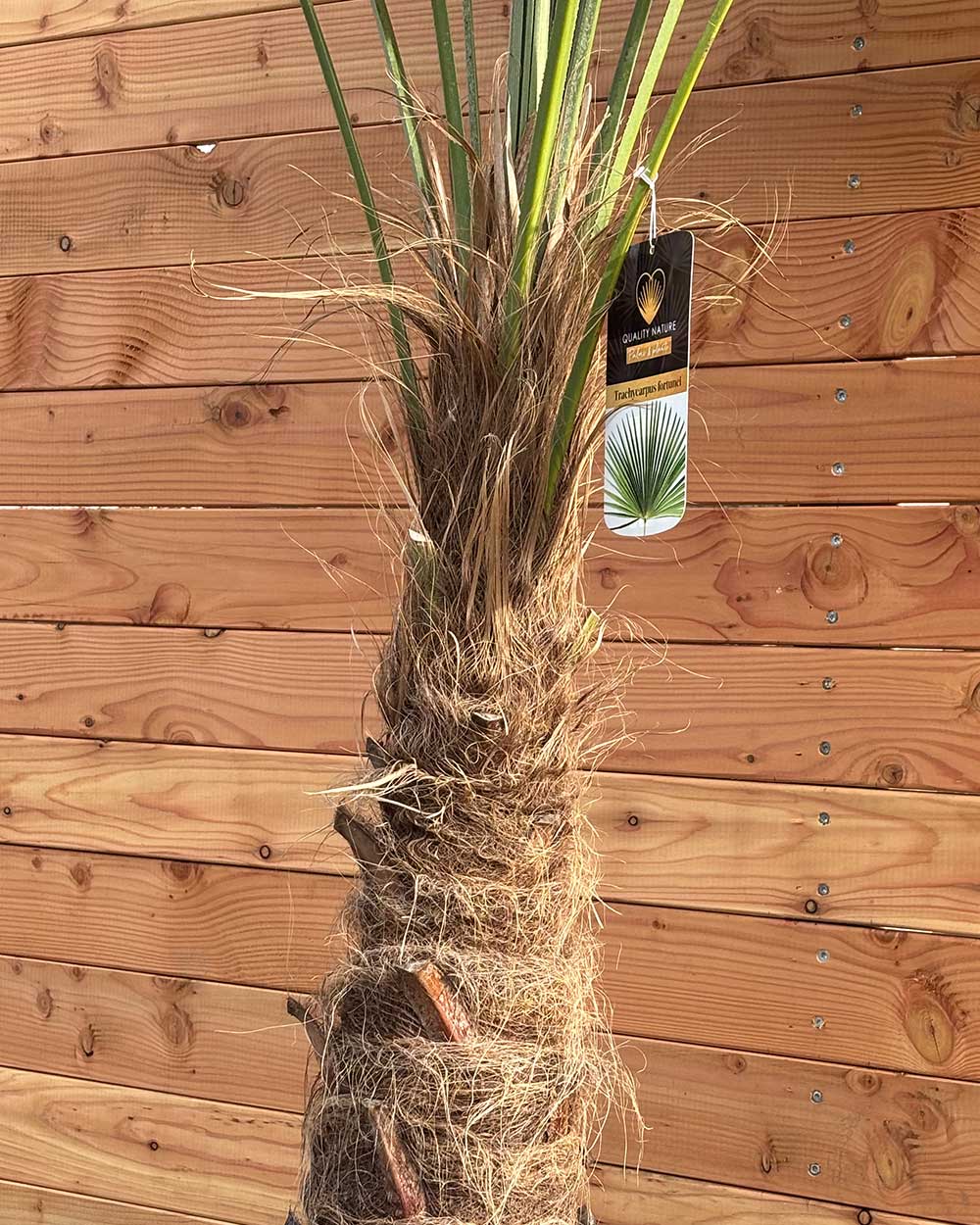 Chinesische Hanfpalme M