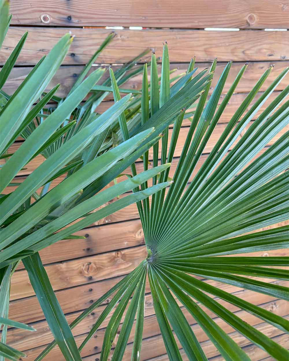 Chinesische Hanfpalme – Trachycarpus fortunei