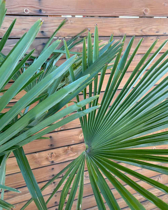 Chinesische Hanfpalme – Trachycarpus fortunei
