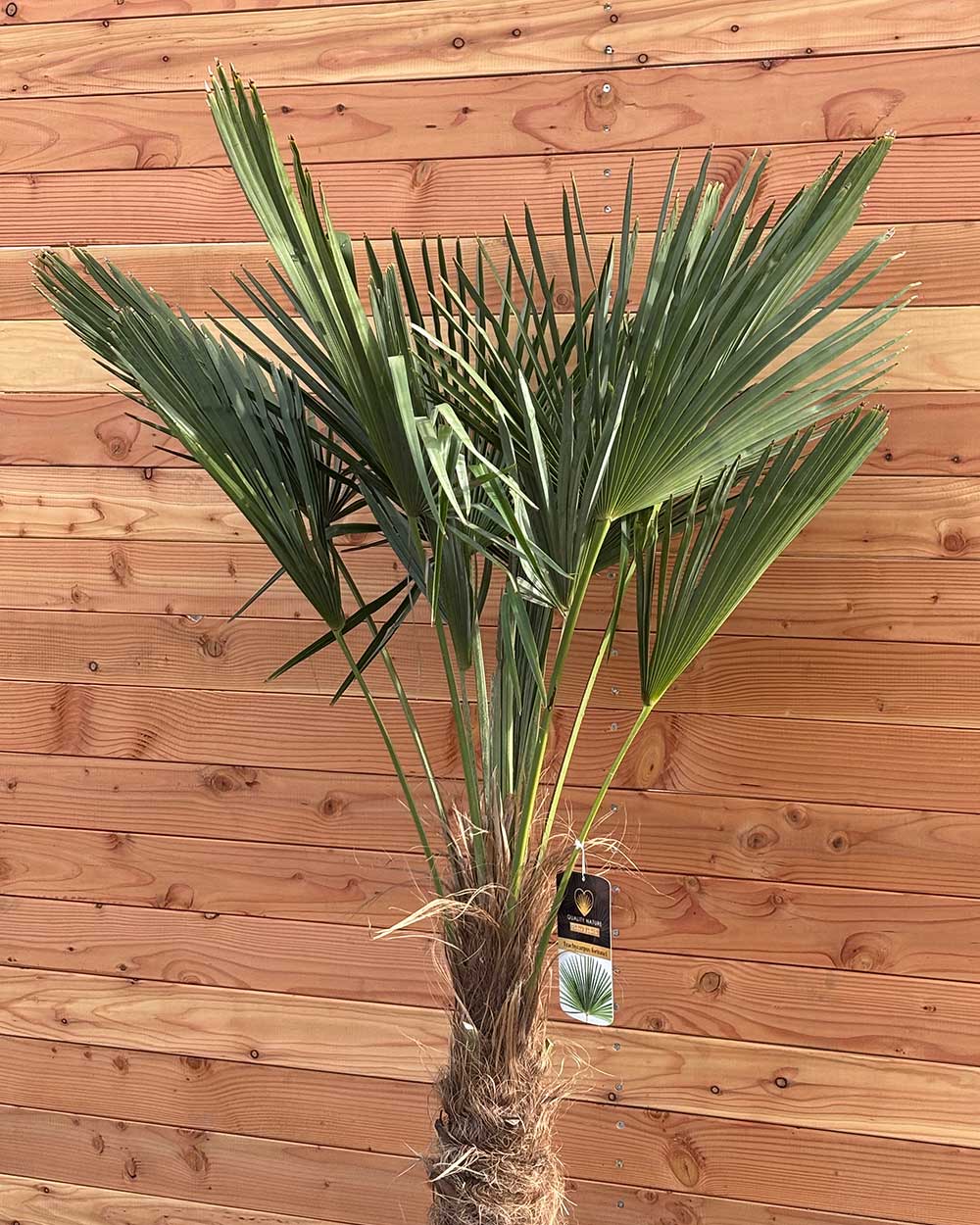Chinesische Hanfpalme M