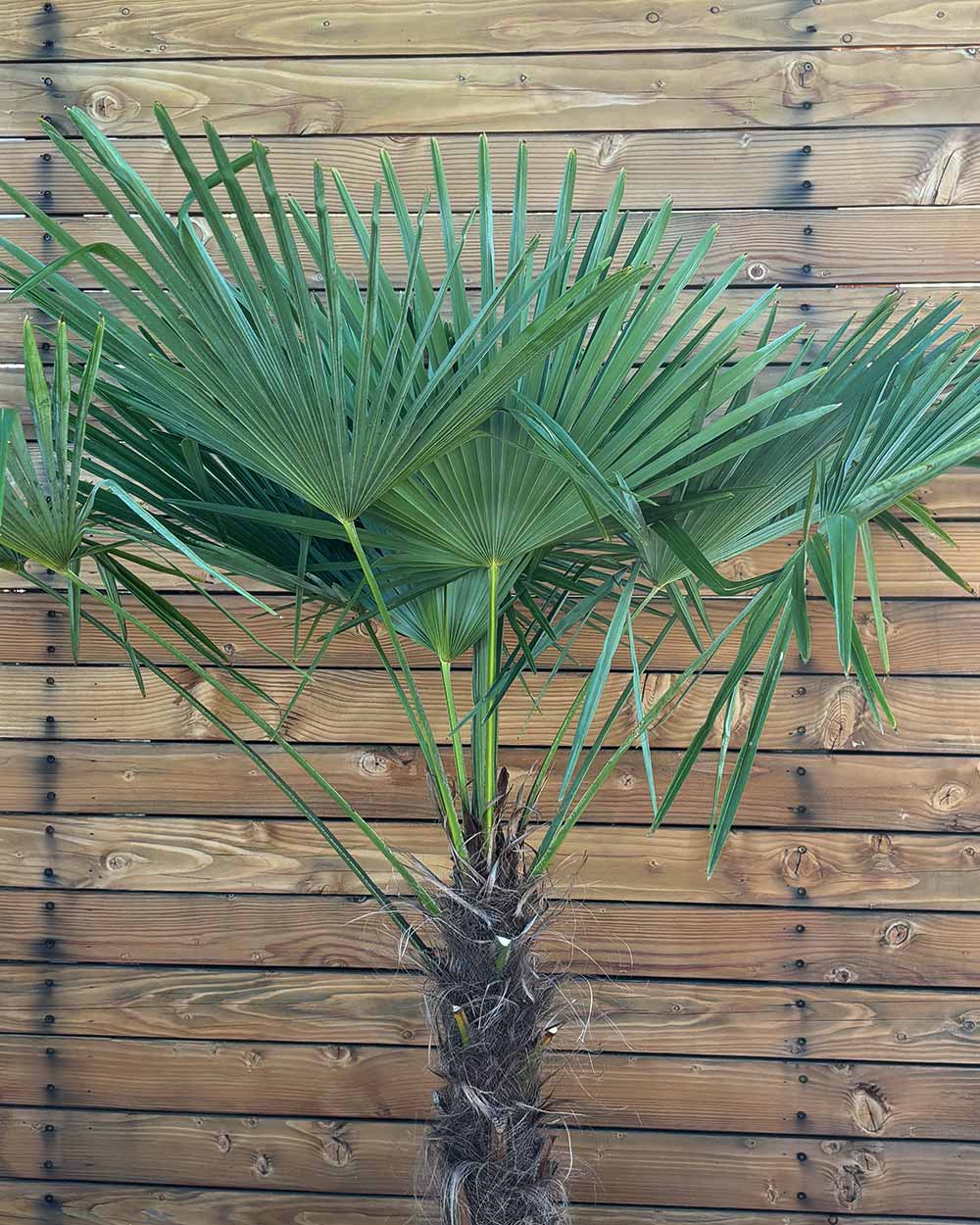 Chinesische Hanfpalme – Trachycarpus fortunei