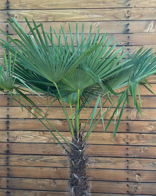 Chinesische Hanfpalme – Trachycarpus fortunei