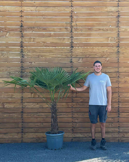 Chinesische Hanfpalme – Trachycarpus fortunei