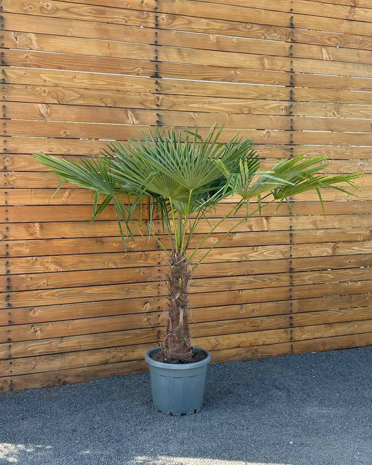 Chinesische Hanfpalme – Trachycarpus fortunei