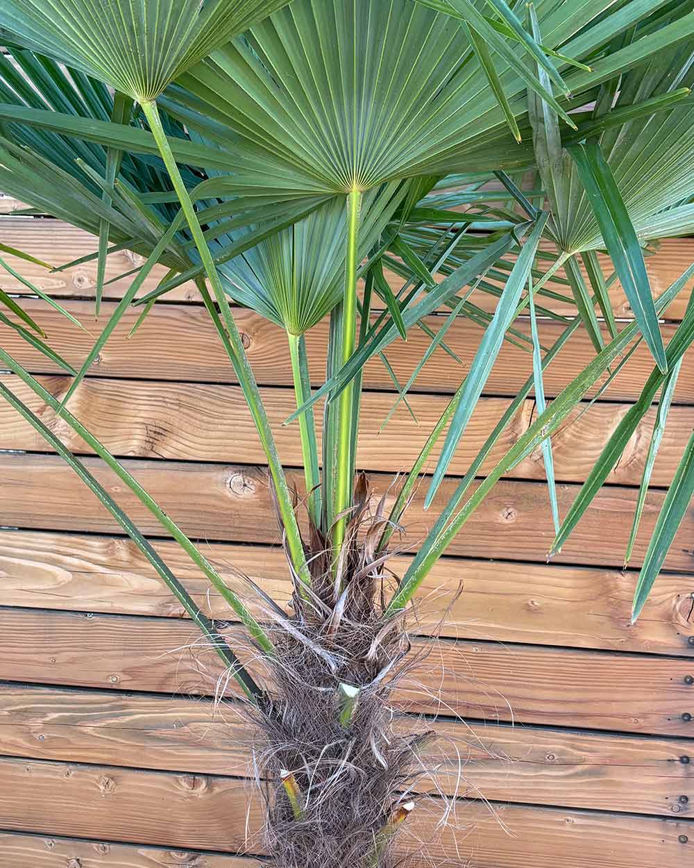Chinesische Hanfpalme – Trachycarpus fortunei